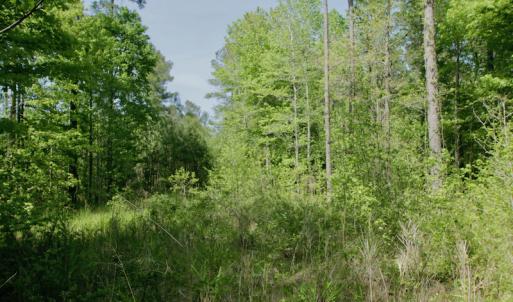 Photo #39 of SOLD property in 428 Batt's Island Road, Edenton, NC 22.0 acres