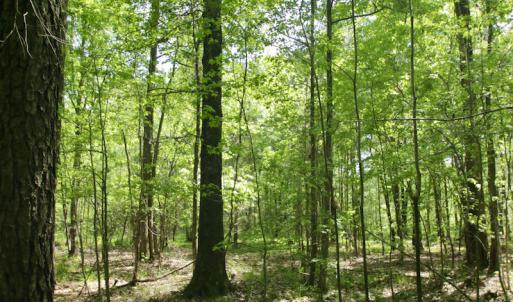 Photo #41 of SOLD property in 428 Batt's Island Road, Edenton, NC 22.0 acres