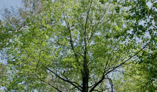 Photo #43 of SOLD property in 428 Batt's Island Road, Edenton, NC 22.0 acres