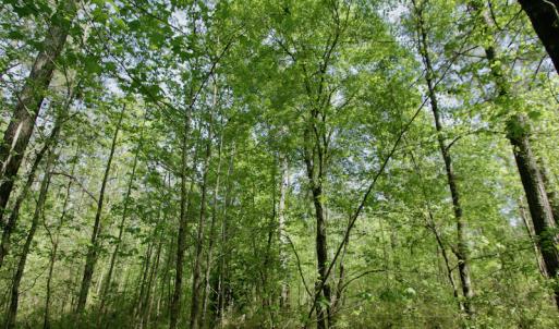 Photo #44 of SOLD property in 428 Batt's Island Road, Edenton, NC 22.0 acres