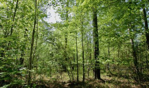 Photo #45 of SOLD property in 428 Batt's Island Road, Edenton, NC 22.0 acres