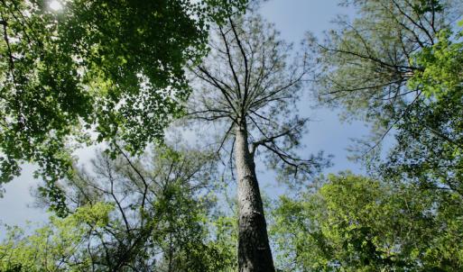 Photo #46 of SOLD property in 428 Batt's Island Road, Edenton, NC 22.0 acres