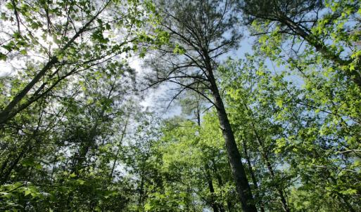 Photo #47 of SOLD property in 428 Batt's Island Road, Edenton, NC 22.0 acres