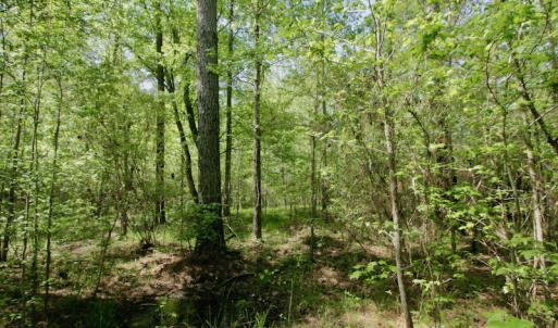 Photo #48 of SOLD property in 428 Batt's Island Road, Edenton, NC 22.0 acres