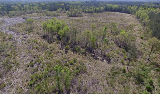 Photo #11 of SOLD property in Off Halifax Road, Lawrenceville, VA 53.3 acres