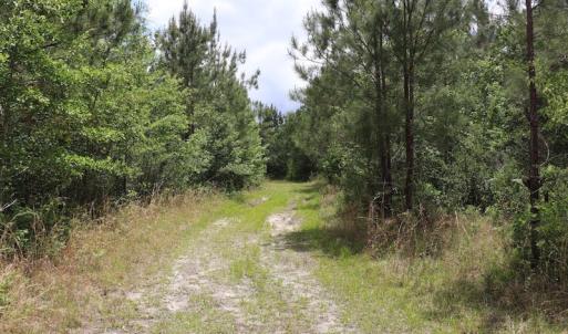 Photo #11 of SOLD property in Off Rosindale Road, Council, NC 32.7 acres