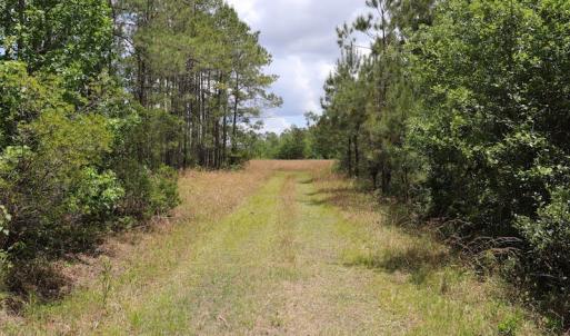 Photo #12 of SOLD property in Off Rosindale Road, Council, NC 32.7 acres