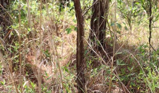 Photo #13 of SOLD property in Off Rosindale Road, Council, NC 32.7 acres
