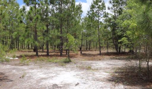 Photo #16 of SOLD property in Off Rosindale Road, Council, NC 32.7 acres