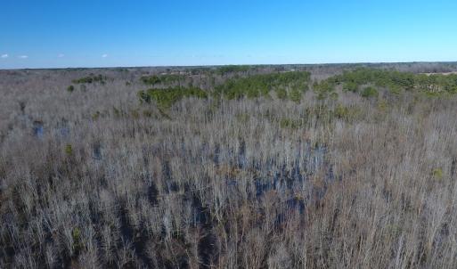 Photo #10 of SOLD property in Mill Branch Rd, Fairmont, NC 107.5 acres