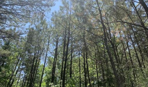 Photo #14 of SOLD property in Off Burchette Road, Manson, NC 19.2 acres