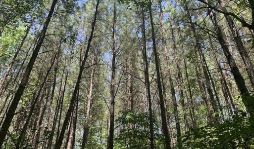 Photo #15 of SOLD property in Off Burchette Road, Manson, NC 19.2 acres