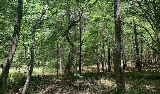Photo #16 of SOLD property in Off Burchette Road, Manson, NC 19.2 acres