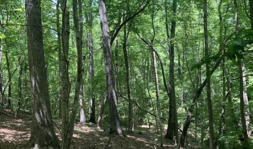 Photo #17 of SOLD property in Off Burchette Road, Manson, NC 19.2 acres