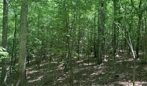 Photo #18 of SOLD property in Off Burchette Road, Manson, NC 19.2 acres