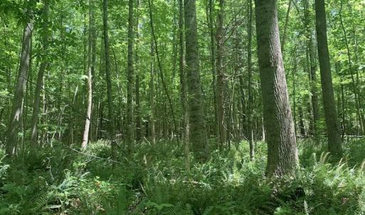 Photo #20 of SOLD property in Off Burchette Road, Manson, NC 19.2 acres