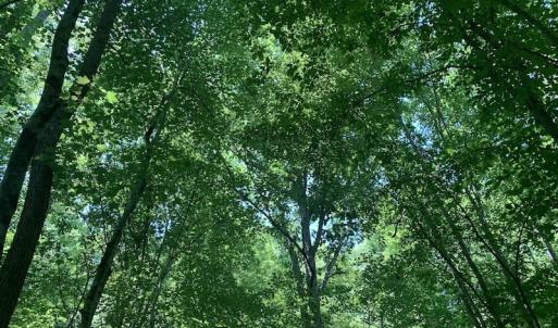 Photo #25 of SOLD property in Off Burchette Road, Manson, NC 19.2 acres