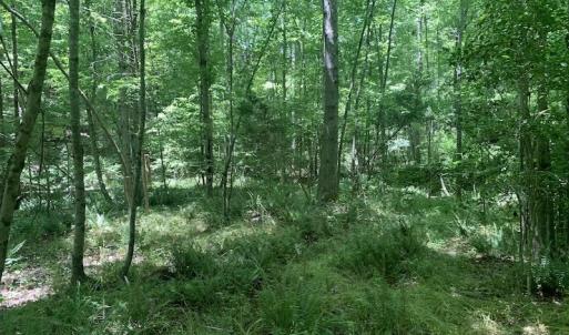 Photo #26 of SOLD property in Off Burchette Road, Manson, NC 19.2 acres