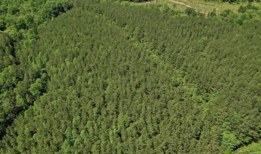 Photo #15 of SOLD property in Off Lewis Ford Road, Brookneal, VA 128.4 acres