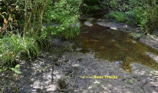 Photo #21 of SOLD property in Off Lewis Ford Road, Brookneal, VA 128.4 acres