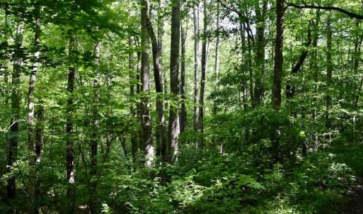 Photo #22 of SOLD property in Off Lewis Ford Road, Brookneal, VA 128.4 acres