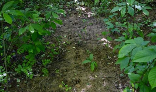 Photo #28 of SOLD property in Off Lewis Ford Road, Brookneal, VA 128.4 acres