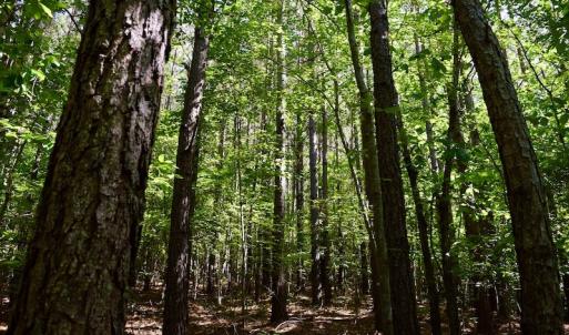 Photo #30 of SOLD property in Off Lewis Ford Road, Brookneal, VA 128.4 acres