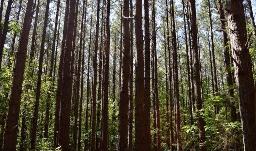 Photo #31 of SOLD property in Off Lewis Ford Road, Brookneal, VA 128.4 acres