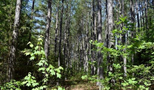 Photo #38 of SOLD property in Off Lewis Ford Road, Brookneal, VA 128.4 acres