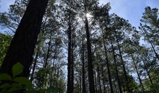 Photo #39 of SOLD property in Off Lewis Ford Road, Brookneal, VA 128.4 acres