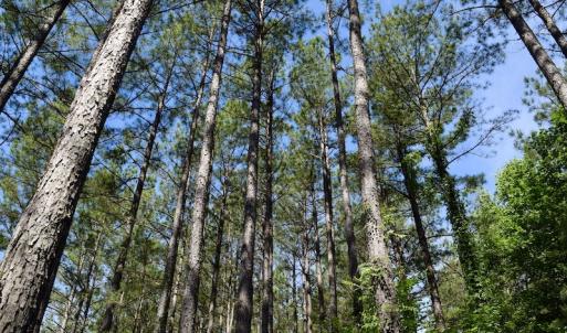Photo #40 of SOLD property in Off Lewis Ford Road, Brookneal, VA 128.4 acres