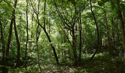 Photo #48 of SOLD property in Off Lewis Ford Road, Brookneal, VA 128.4 acres