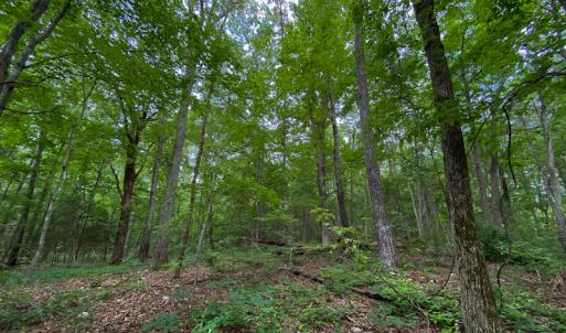 Photo #7 of SOLD property in 396 Raymond Lowery Drive, Roxboro, NC 225.0 acres