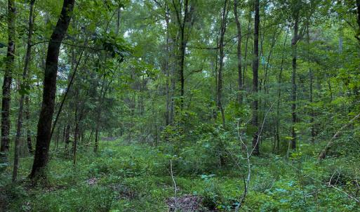 Photo #50 of SOLD property in 396 Raymond Lowery Drive, Roxboro, NC 225.0 acres