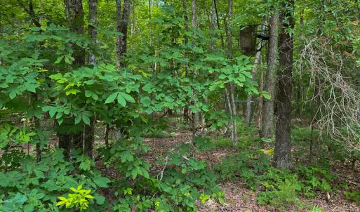 Photo #54 of SOLD property in 396 Raymond Lowery Drive, Roxboro, NC 225.0 acres