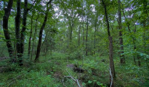 Photo #9 of SOLD property in 396 Raymond Lowery Drive, Roxboro, NC 225.0 acres