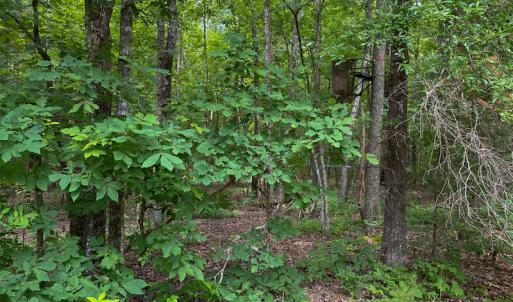 Photo #15 of SOLD property in 396 Raymond Lowery Drive, Roxboro, NC 225.0 acres