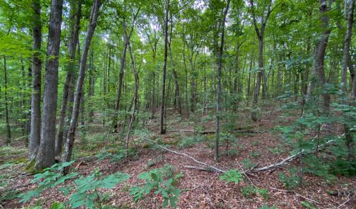 Photo #20 of SOLD property in 396 Raymond Lowery Drive, Roxboro, NC 225.0 acres