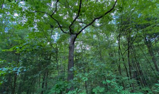 Photo #28 of SOLD property in 396 Raymond Lowery Drive, Roxboro, NC 225.0 acres