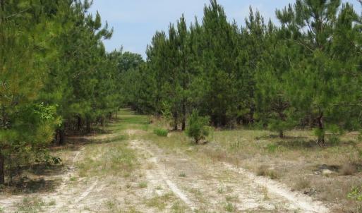 Photo #67 of SOLD property in 1390 Oakland School Road, Cassatt, SC 550.0 acres