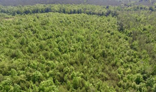 Photo #9 of SOLD property in Doswell Town Road, Meherrin, VA 55.7 acres