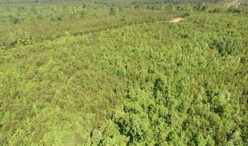 Photo #20 of SOLD property in Doswell Town Road, Meherrin, VA 55.7 acres