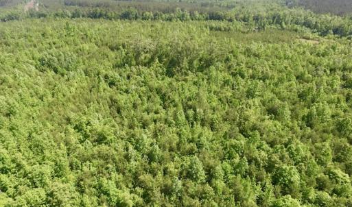 Photo #21 of SOLD property in Doswell Town Road, Meherrin, VA 55.7 acres