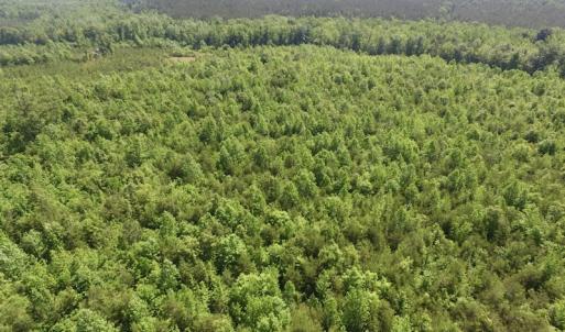 Photo #38 of SOLD property in Doswell Town Road, Meherrin, VA 55.7 acres