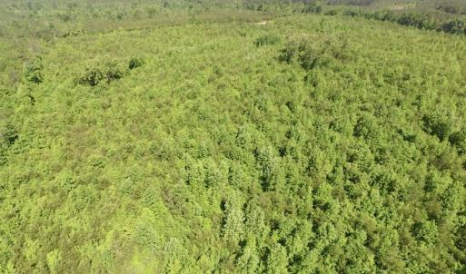 Photo #40 of SOLD property in Doswell Town Road, Meherrin, VA 55.7 acres