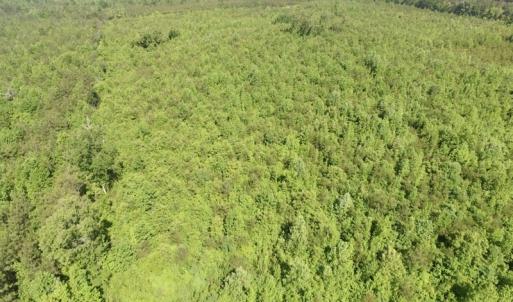 Photo #42 of SOLD property in Doswell Town Road, Meherrin, VA 55.7 acres