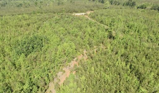 Photo #44 of SOLD property in Doswell Town Road, Meherrin, VA 55.7 acres