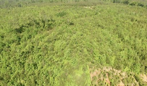 Photo #46 of SOLD property in Doswell Town Road, Meherrin, VA 55.7 acres