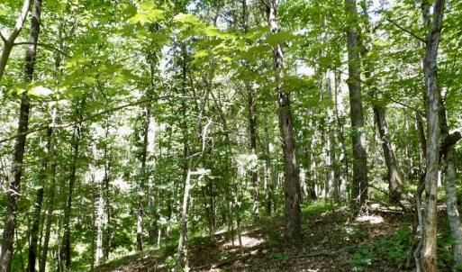 Photo #33 of SOLD property in Off Warminster Church Rd, Buckingham, VA 49.5 acres