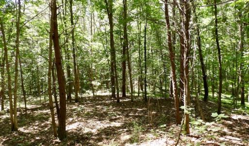 Photo #36 of SOLD property in Off Warminster Church Rd, Buckingham, VA 49.5 acres
